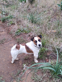 Cane per accoppiamento