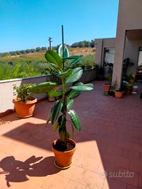 Ficus Elastica 