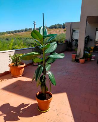 Ficus Elastica 