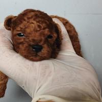 Barboncino Toy Red con pedigree enci