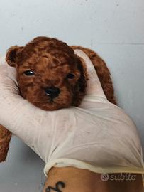 Barboncino Toy Red con pedigree enci