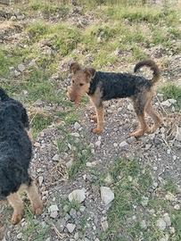 Airedale terrier