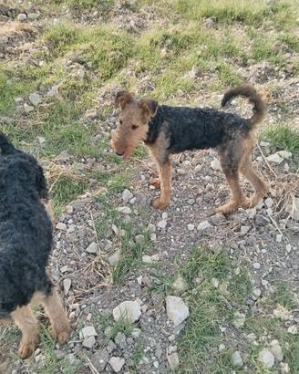 Airedale terrier