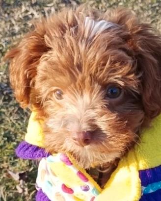 MALTIPOO femmina mini toy con test genetici