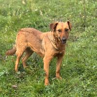 Luisella cagnolina timida 2 anni 15kg
