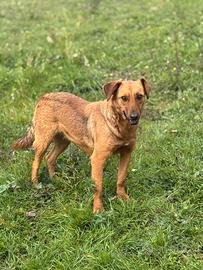 Luisella cagnolina timida 2 anni 15kg