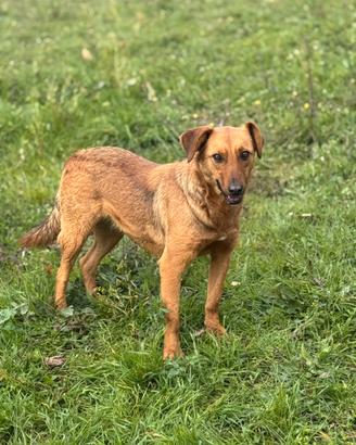 Luisella cagnolina timida 2 anni 15kg