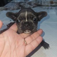 Bulldog francese taglia mini mini