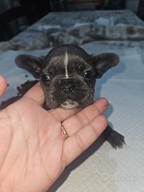 Bulldog francese taglia mini mini