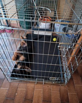 kendel portatile per cane taglia l