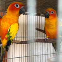 Conuri del sole coppia