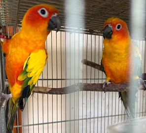 Conuri del sole coppia