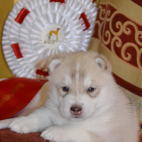 Cuccioli di Siberian Husky