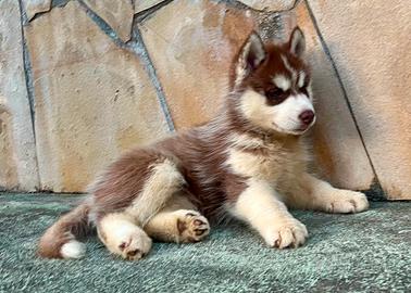 Husky cucciole