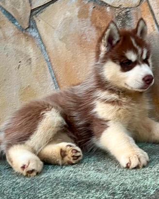 Husky cucciole