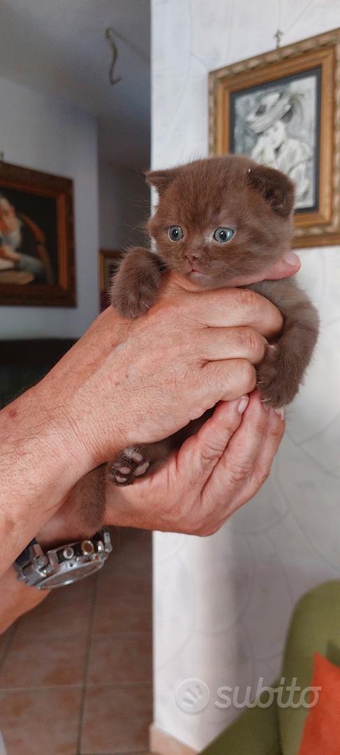 Scottish fold cioccolet