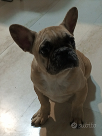 Bulldog francese maschio cucciolo