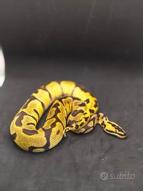 Super enchi pastel Leopard het clown
