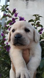 Cuccioli di labrador retriever