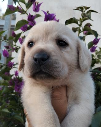 Cuccioli di labrador retriever