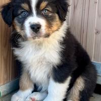 Cucciolo pastore australiano (australian shepherd)