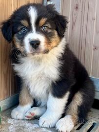 Cucciolo pastore australiano (australian shepherd)