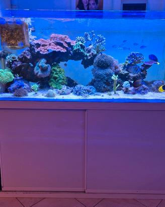 acquario marino completo