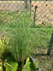 Potature di piante da laghetto