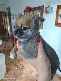 Cucciola di chihuahua