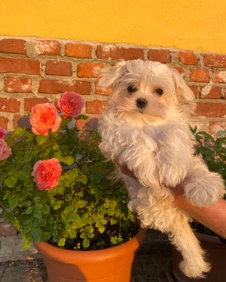 Cucciolo Maltese