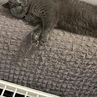 Accoppiamento British Shorthair