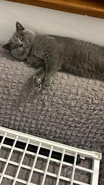 Accoppiamento British Shorthair