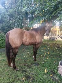 Cavalla Quarter Horse