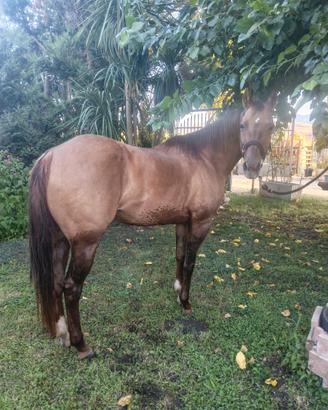 Cavalla Quarter Horse