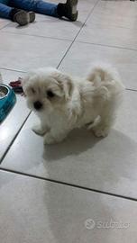 Cuccioli Maltese toy