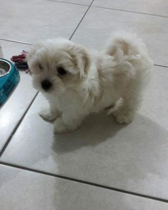 Cuccioli Maltese toy
