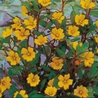 Piante  laghetto perenni resistente al freddo