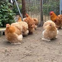 Galline cocincine fulve