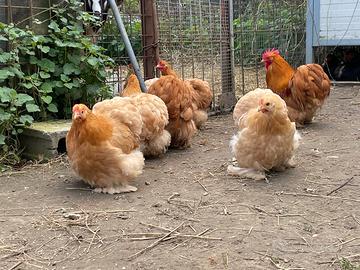 Galline cocincine fulve