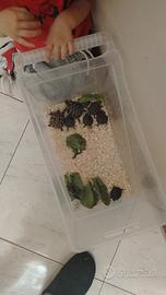 Tartarughe
