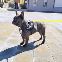 Bulldog francese blue per monte