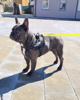 Bulldog francese blue per monte