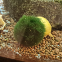 Marimo alga Viva acquario