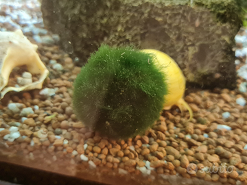Marimo alga Viva acquario