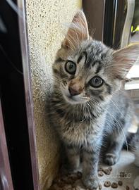Gattini