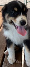 Vendita cuccioli