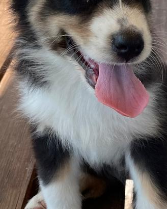 Vendita cuccioli