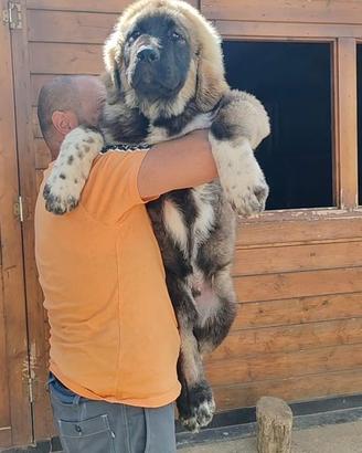 Cuccioli di caucaso