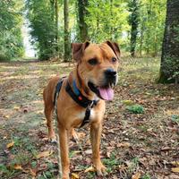 Spritz cane in adozione