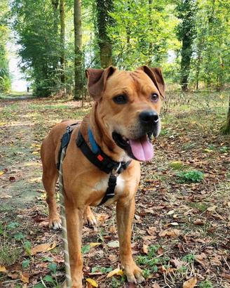 Spritz cane in adozione